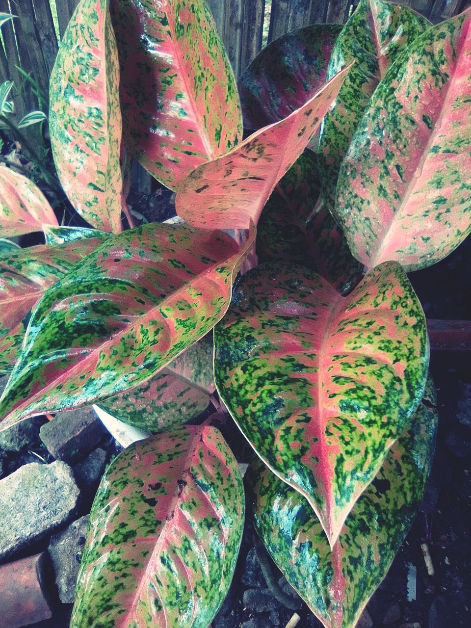 FULL FRAME SHOT OF SUCCULENT PLANTS