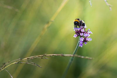 Close-up of insect on purple flower