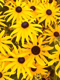 Close-up of yellow flower