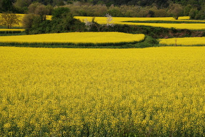 Scenic view of field