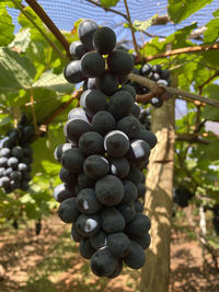 Grapes growing in vineyard