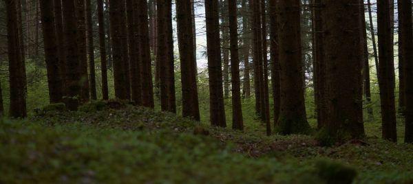 Scenic view of forest