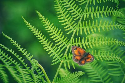 Butterfly on plant