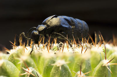 Close-up of insect on plant at field