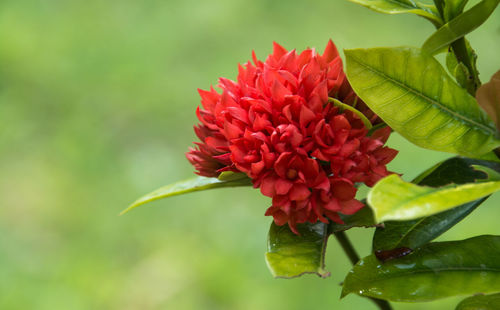 Close-up of red flower
