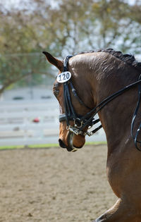 View of horse in ranch