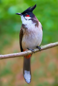 Close-up of bird perching on branch