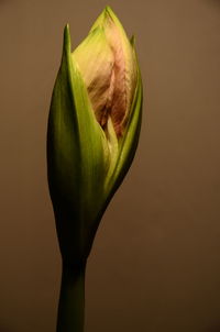 Close-up of flower bud against brown background