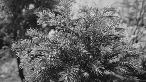 Close-up of fresh plants