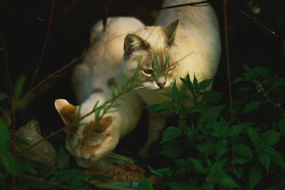 Close-up of cat by plants