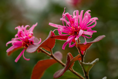 Close-up of pink flowering plant