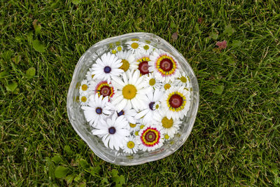 Flowers blooming daisy chamomile in pot on green grass background, top view