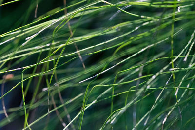 Full frame shot of bamboo on field