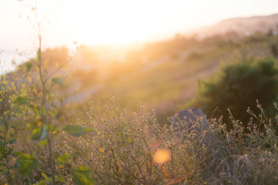 Close-up of plants growing on field against sky