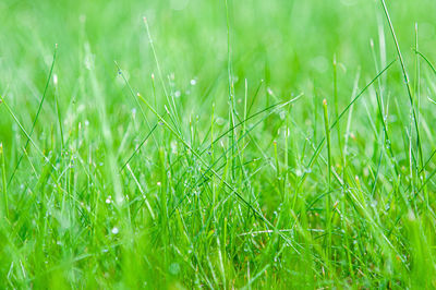 Close-up of dew on grass