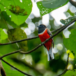 Close-up of bird perching on branch