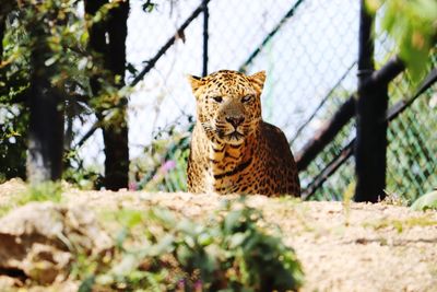 Tiger by tree outdoors