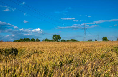 Rye ears in the field.