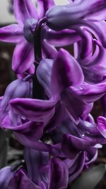 Close-up of pink flowers