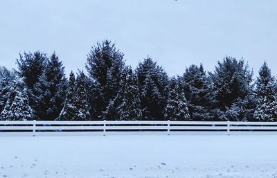 Snow covered trees against clear sky