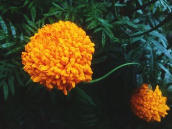 Close-up of marigold blooming outdoors
