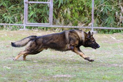 Side view of a dog running in field