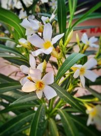 Close-up of white flowers blooming outdoors
