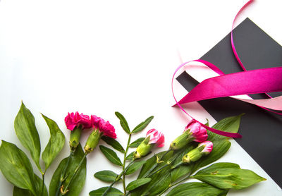 Close-up of pink flowering plant against white background