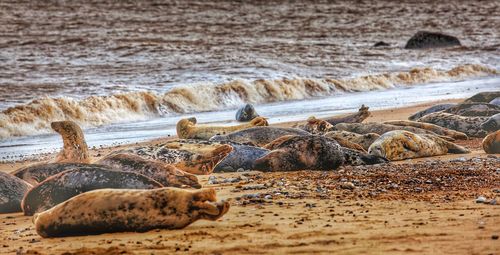 Basking seals on horsey beach, norfolk. pupping season just at an end.