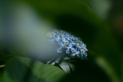 Close-up of wet purple flowering plant