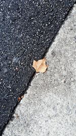 High angle view of maple leaf on road