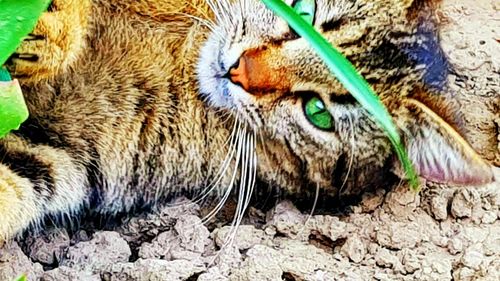 Close-up portrait of a cat