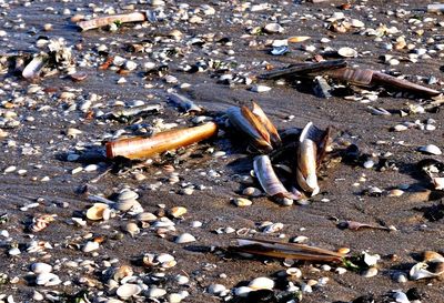 Close-up of garbage on sand at beach