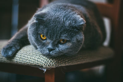 Close-up portrait of a cat