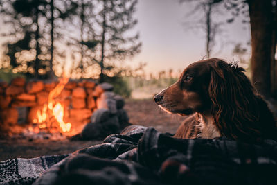 Close-up of dog looking away