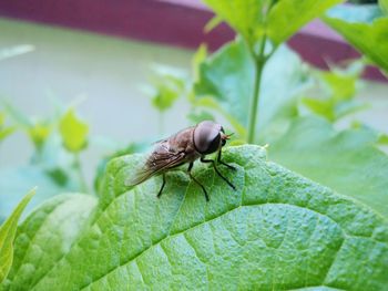 Close-up of housefly on plant