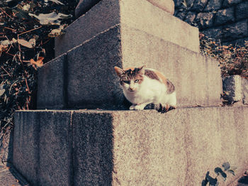 Portrait of a cat sitting on wall