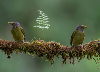 Close-up of birds perching on tree