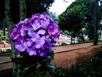 Close-up of pink flowering plant in park