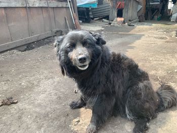 Portrait of dog sitting outdoors