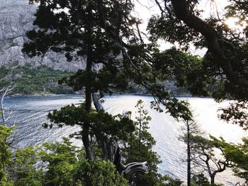 Trees growing by river in forest against sky