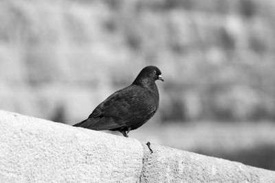 Low angle view of pigeon perching on retaining wall