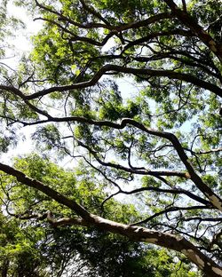 Low angle view of trees
