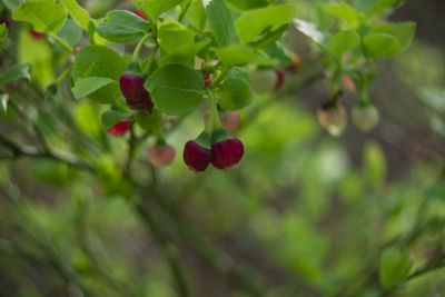 Close-up of red berries growing on tree