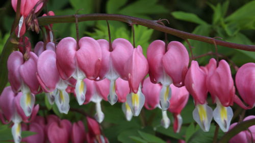 Close-up of pink flowering plants