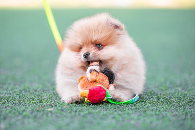 Close-up of dog on grass