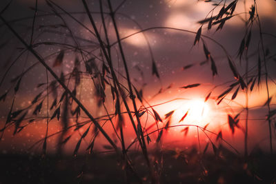 Silhouette plants against sky during sunset