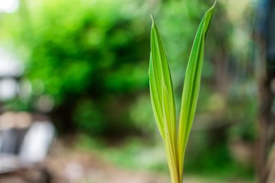 Close-up of fresh green plant in field