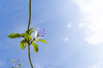 Low angle view of flowering plant against sky