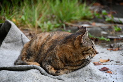 Close-up of a cat looking away